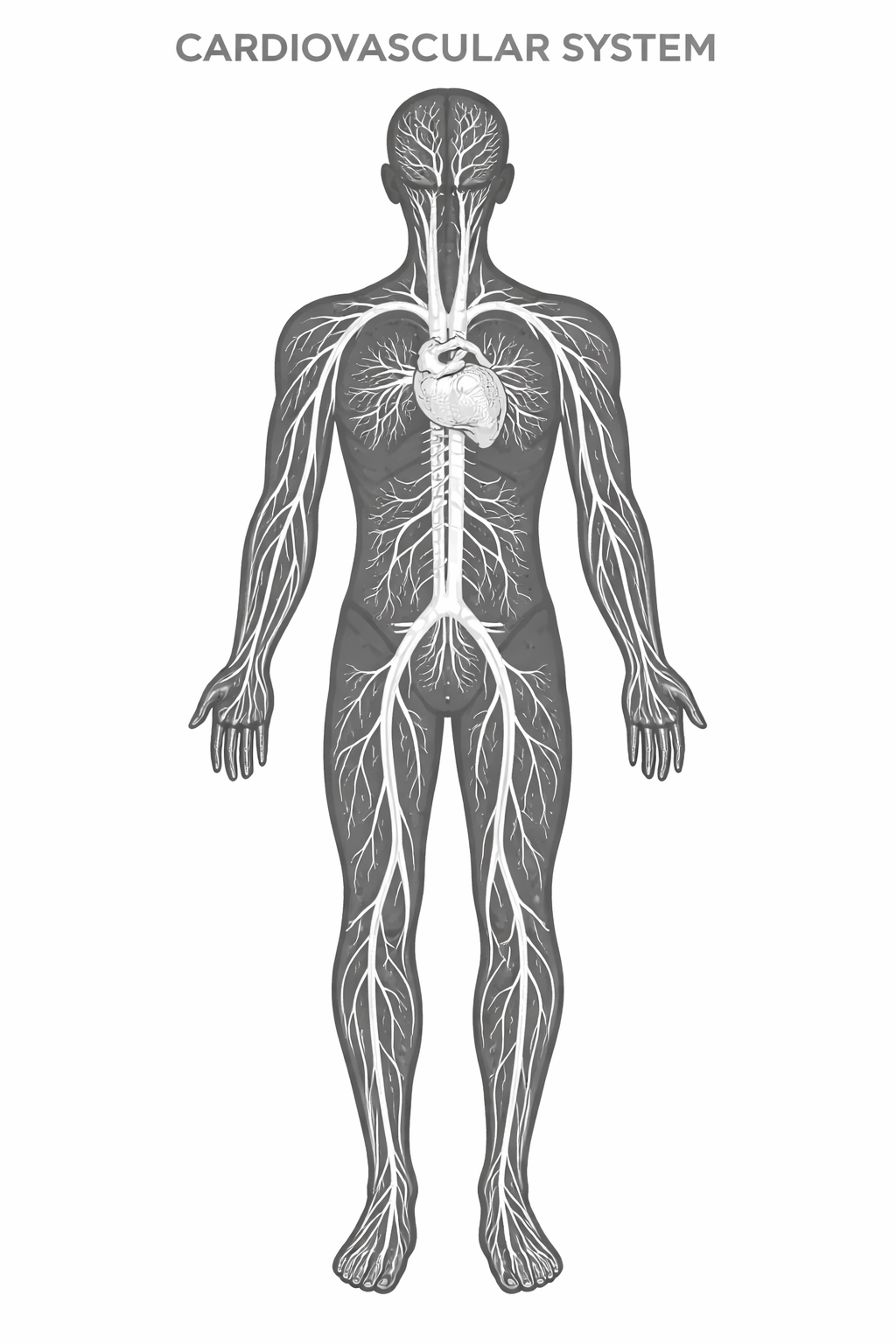 Cardiovascular System