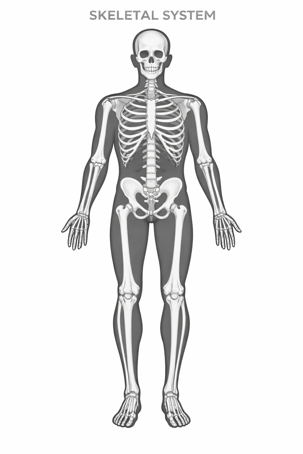 Skeletal System